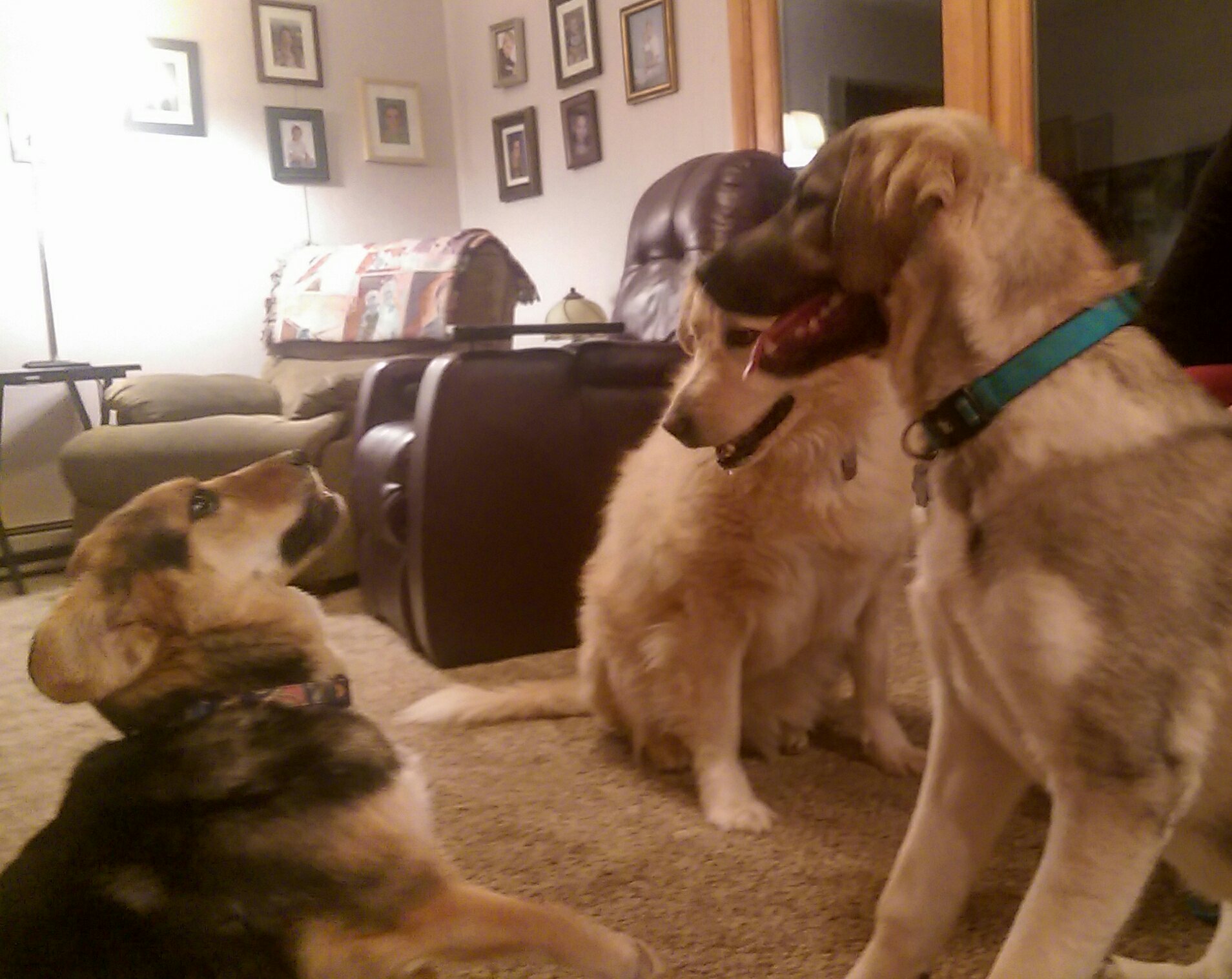 3 dogs meet